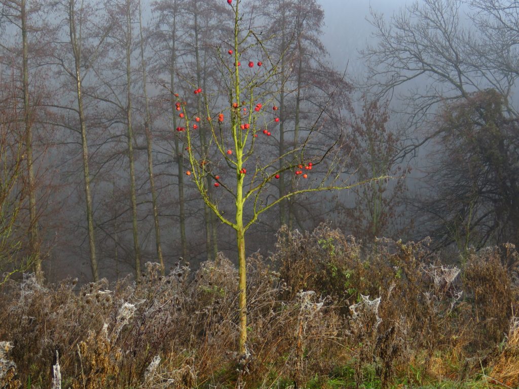 IMG_2968